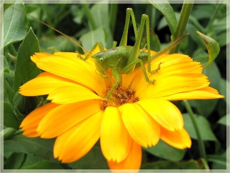 Попрыганец