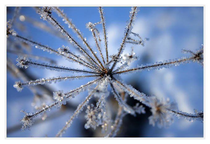 ice.flower