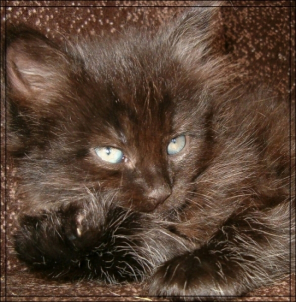 Котик