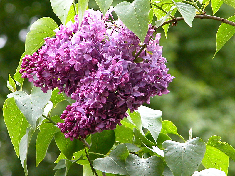 Лилах