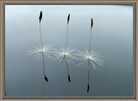 Танец маленьких лебедей