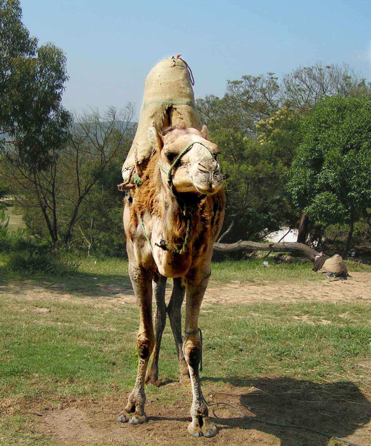 Camel