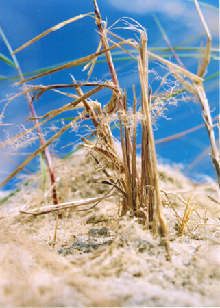 жизнь в дюнах