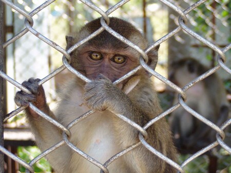 В ЗАСТЕНКАХ
