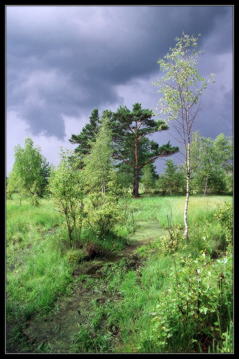 Скушная фота про фиговое лето
