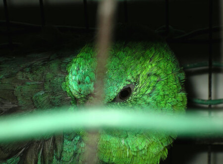 Макро попугай