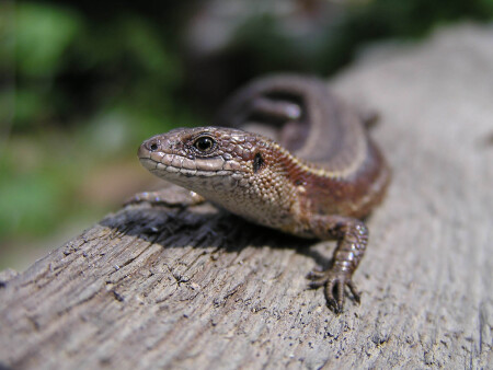 Я на солнышке лежу...