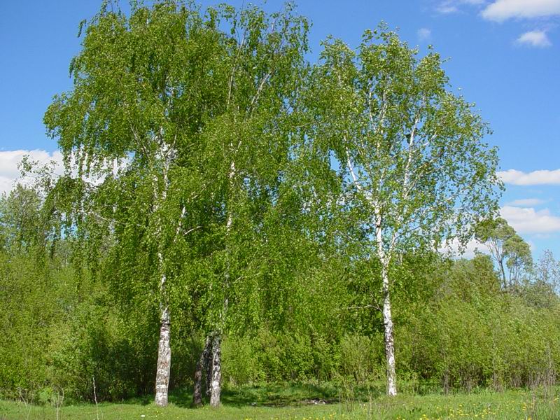 Три березы