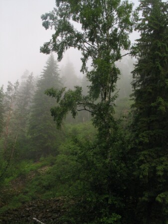 Утренний лес