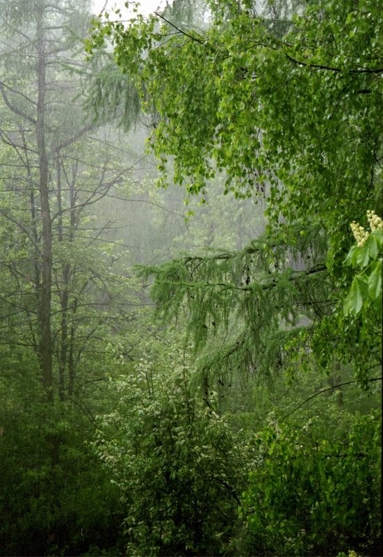 Во время дождя
