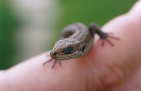 МикроГодзила