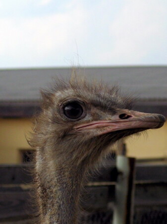 Страус обыкновенный (подмосковный)