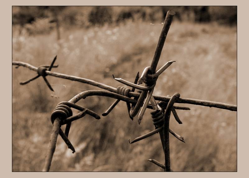 Узел (Sepia)