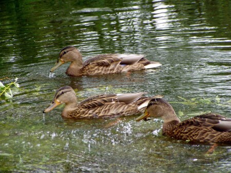 Водоплавание
