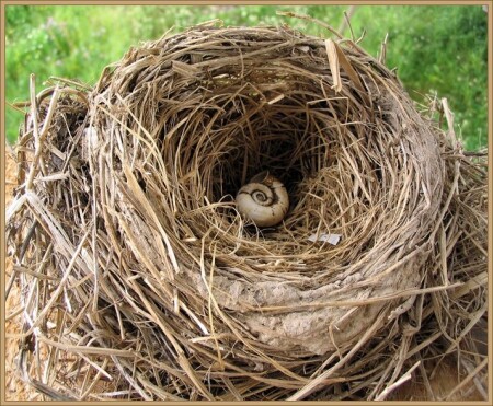 Новый домик