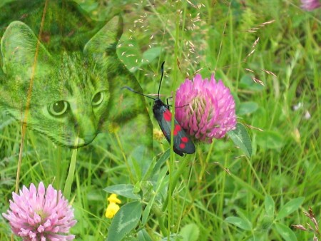 зеленый хищник