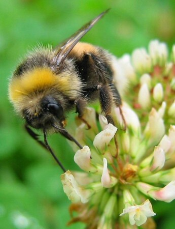 Лохматый шмель на душистый хмель...