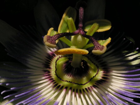 PASSIFLORA