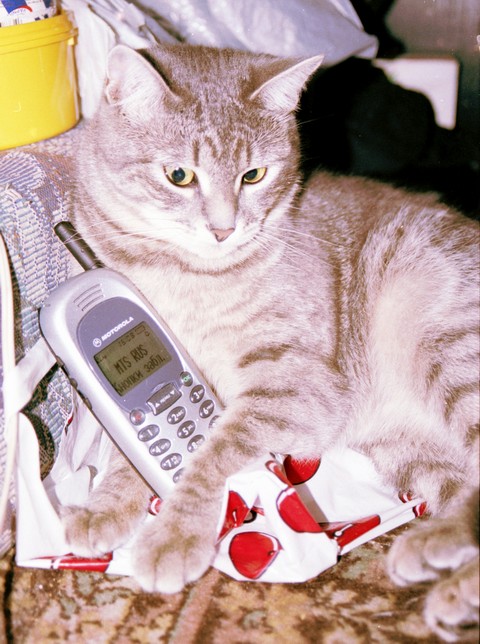 Motorola - connecting CATs