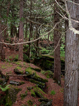 forest
