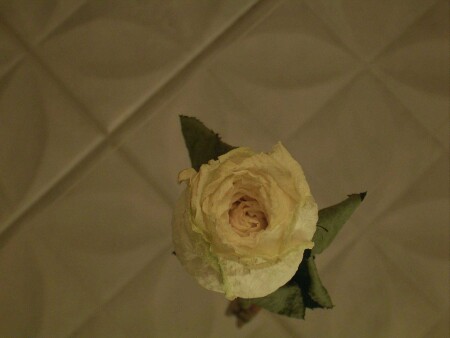 my little rose