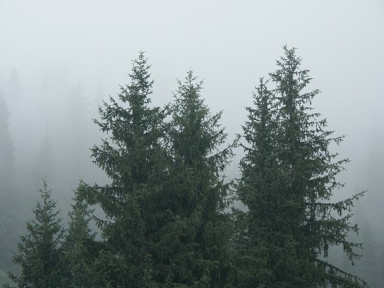 Ели