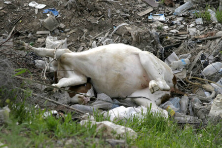 Выкинутая корова