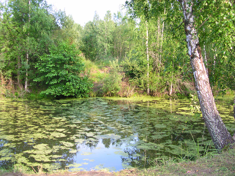 Лешего обитель