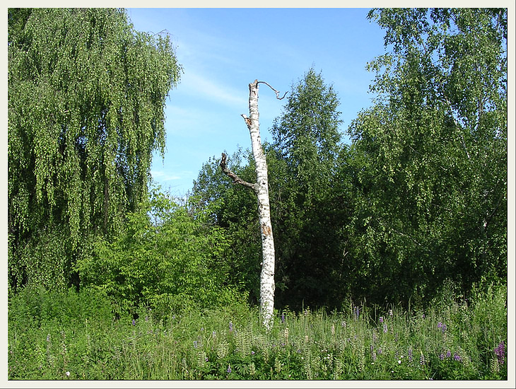 Березы