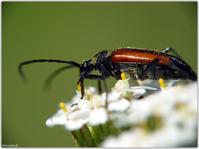 Beetle