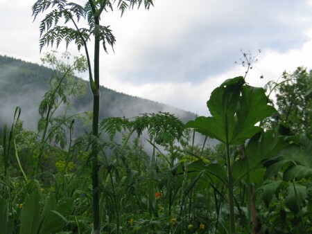 ...после дождя