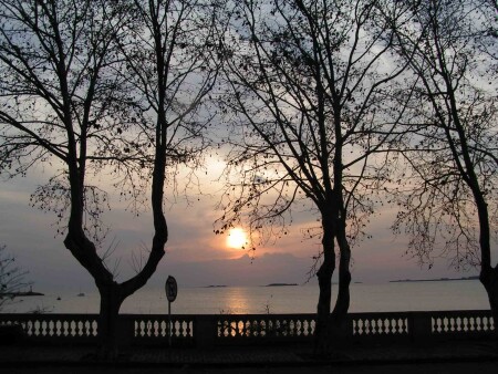 Платаны на закате