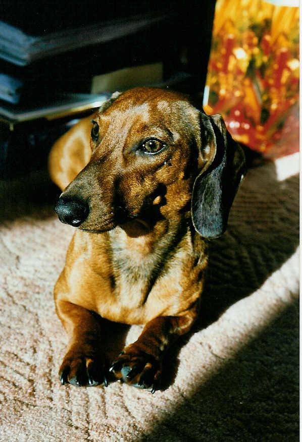 Aksel