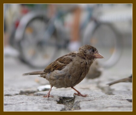 Трудно ходить пешком!