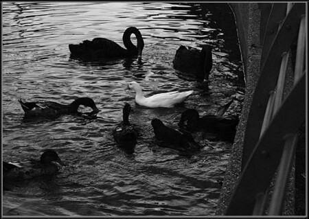 Белая ворона