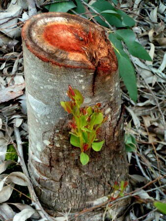 На сухом пенечке выросли цветочки...