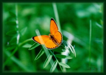 БаБоЧкА-КиСлОтНиЦа