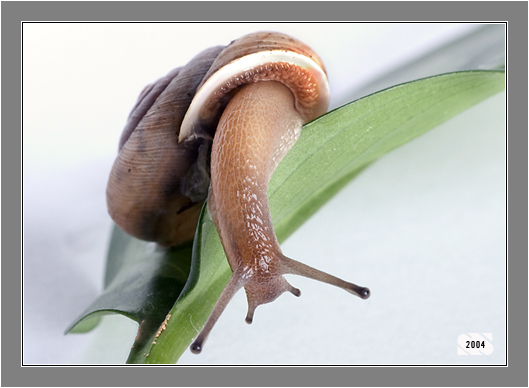 snail