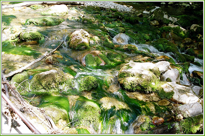 Зеленая, зеленая вода