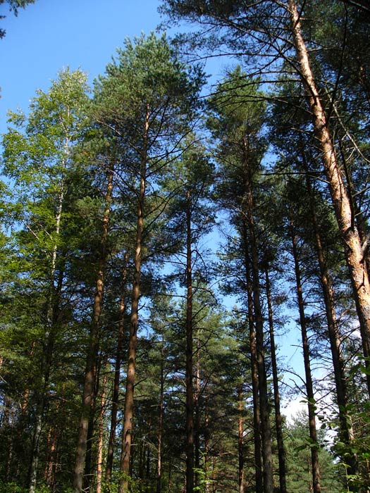 сосны великаны