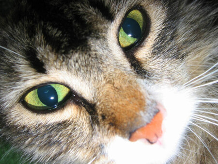 Kitty-Cat