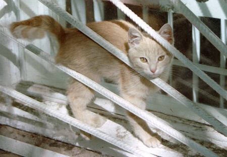 Котенок