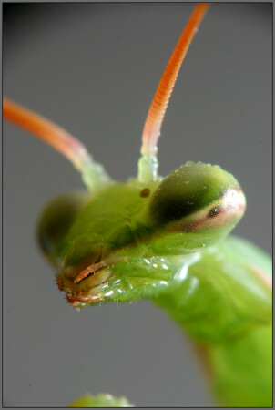 Mantis religiosa