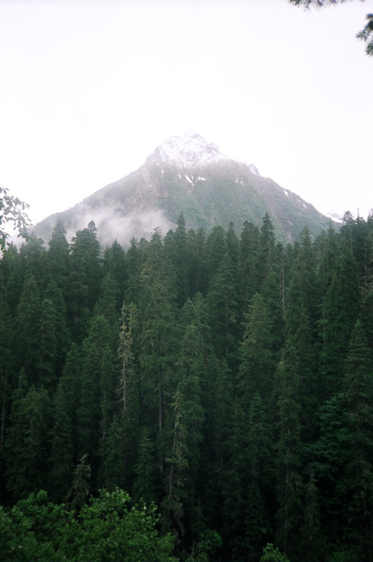 Лес (Forest)