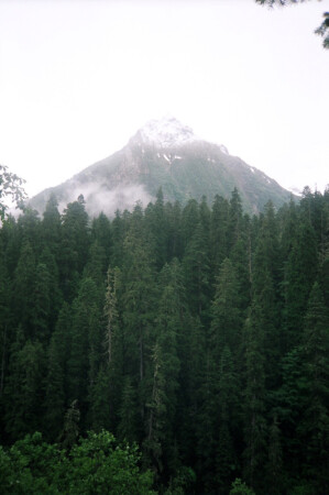 Лес (Forest)