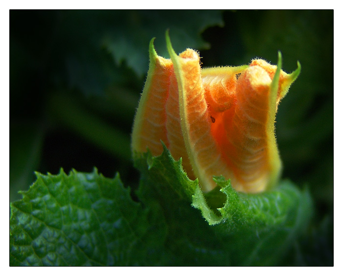 pumpkin's flower