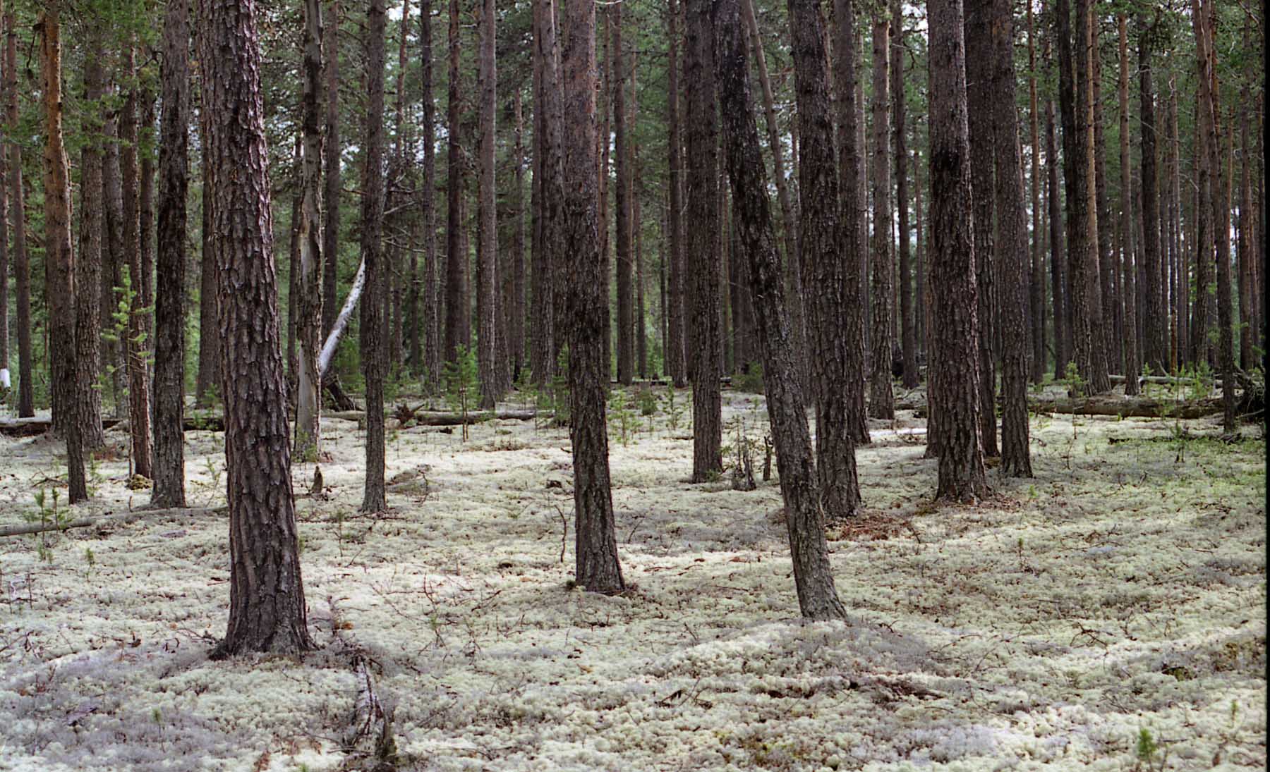белый лес