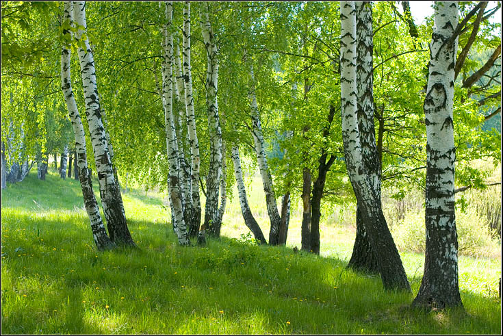 На полянке
