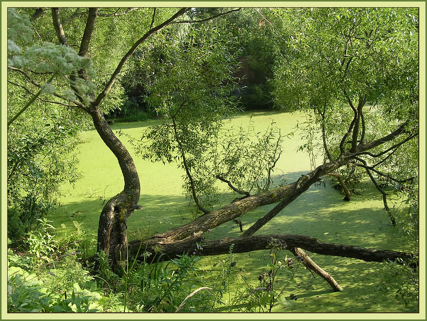 Ива на воде