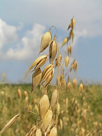 Лошадиная мечта...